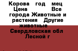 Корова 1 год 4 мец › Цена ­ 27 000 - Все города Животные и растения » Другие животные   . Свердловская обл.,Лесной г.